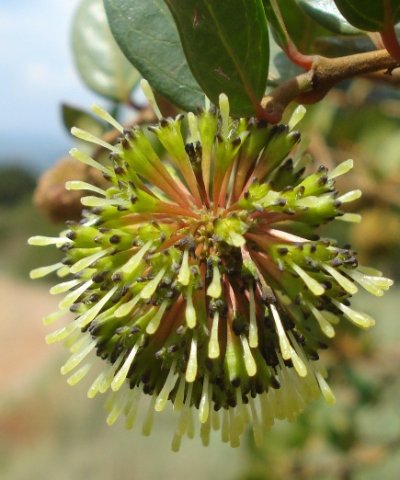 Cephalanthus natalensis inflorescence